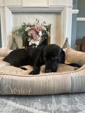 Een hond die rust in het pawsteps natural nest hondenbed.