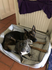Twee honden rusten uit in het grote hondenbed met honingraatleisteennest.