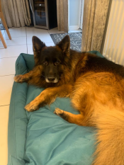 Een duitse herder liggend in het schaduwrijke sparrennest hondenbed.