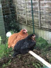 Biscuit & coco houden ervan om te chillen op hun perfecte zitstok!