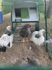 Drie kippen neerstrijken op Omlet universele kippenbank binnen van ren van groen Eglu Cube groot kippenhok