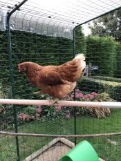 Henrietta paradeert op haar nieuwe baars!
