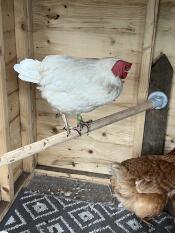 Pip met een Go op de baars 