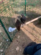 Kippen neerstrijken op Omlet universele kippenpoot