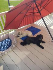 Twee honden genieten van hun frisse koelmat in de zomerhitte