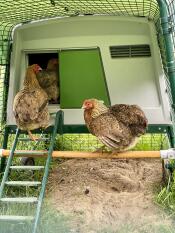 Een zitstok bevestigd aan een kippenren