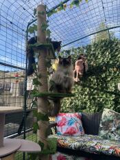 Mijn beer op zijn toren in de catio 