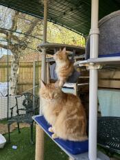 Tom en jerry genieten van hun nieuwe 5 x 3 x 2 kattenren en zitstokken