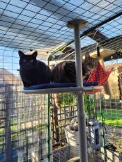2 katten zaten op een plank van hun buitenkattenboom, in hun buitenren