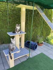 Een verhoogd platform voor katten in een Omlet catio