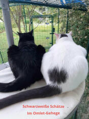 Onze 2 katers in het verblijf