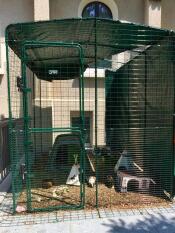 Twee cavia's zwerven in hun leefruimte