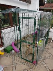 Omlet cavia inloopren