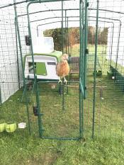 Florrie is erg trots op haar loopje!