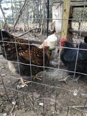 Kippen in ren pikken op Omlet Pendant Poppy stuk speelGoed