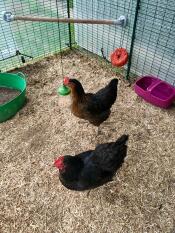 Pendant peck toy houdt mijn meisjes gelukkig
