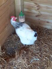 Sassy onze lichte sussex geniet van haar traktaties