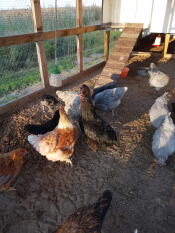 Kippen in ren met Omlet kippen pik speelGoed