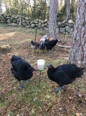 Kippen met een pikspeeltje in de tuin