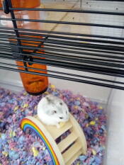 Een kleine wit met grijze hamster stond op een regenboogspeeltje binnen een vrij hamsterkooitje