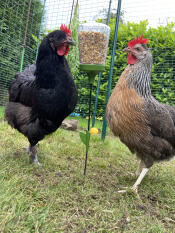 2 kippen eten zaden uit hun pik speelGoed