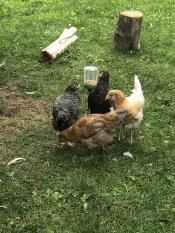 Kippen met Omlet pik speelGoed