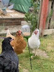 Drie van mijn meisjes genieten van hun nieuwe Poppy pik