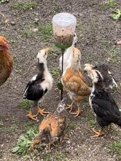 Kippen met Omlet pik speelGoed
