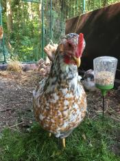 Kippen in Omlet loop in kippenren met Omlet kippen pik speelGoed
