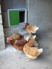 Omlet groene automatische kippenhok deur bevestigd aan kippenhok en kippen