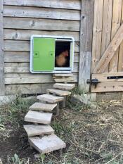 Een groene automatische kippenhokdeur gemonteerd op een houten kippenhok