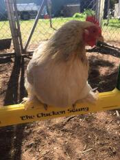 Een kip zittend op een kipschommel