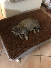 Kat liggend op Omlet Topology hondenbed met microvezel topper