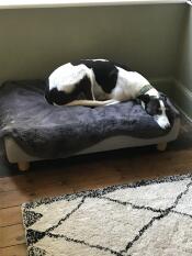 Blitz kon niet wachten om op zijn nieuwe bed te gaan liggen. 