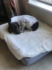 Een hond slapend op zijn grijze bed met schapenvacht overtrek