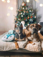 2 honden zitten naast elkaar op een hondenbed