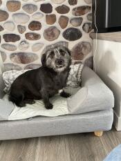 Een hond zittend op zijn grijze bed met bolster topper