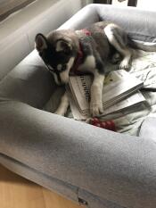Een hond kauwend op een krant in zijn grijze bed met bolster topper