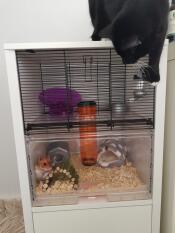 Chutney houdt van haar nieuwe kooi (kat proof!)