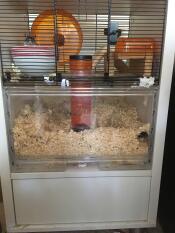 Gerbils verkennen nieuwe set up