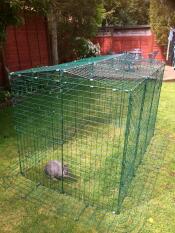 Grote maat voor onze kleine bunny!