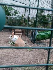 Rocky en sarih zijn dol op de tunnel van de stal naar het buitenverblijf