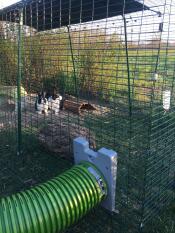 Konijnen in Omlet Zippi konijnenbox met Omlet Zippi tunnel bevestigd