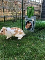 Eindeloos plezier voor onze konijnen en cavia's! 