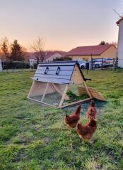 Drie kippen klaar voor Go terug in hun houten hok voor de nacht