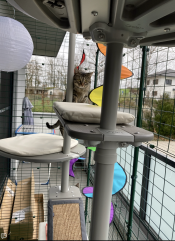 Maya kattenboom