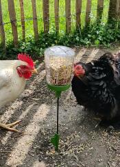 Chicken Fun!
