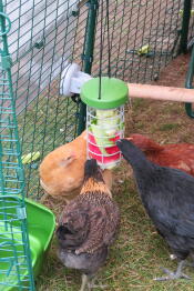 Kippen in een kippenren die pikken op een Caddi treat despencer.