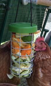 Kip met Omlet kip Caddi traktatie houder