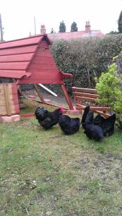 Een paar kippen pikken het gras naast hun rode houten hok